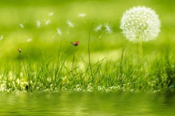 Wie schnell Winde sind, sehen wir täglich in der Natur, wenn Samen, Pollen oder Blätter verweht werden.